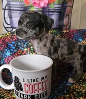 Sugar, a female Boston Terrier and Poodle - Miniature  for sale in Willcox, AZ – 1 of 1