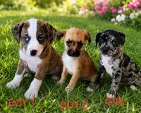 Ryder, a male Boston Terrier and Poodle - Miniature  for sale in Willcox, AZ – 2 of 2