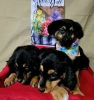 Doc holiday, a male Golden Retriever and Miniature Australian Shepherd for sale in Willcox, AZ – 3 of 3