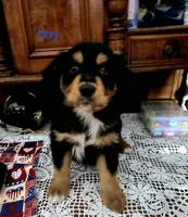 Willie ( Nelson ), a male Golden Retriever for sale in Willcox, AZ – 1 of 1