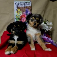 HARLEY QUINN, a female Golden Retriever and Miniature Australian Shepherd for sale in Willcox, AZ – 2 of 2