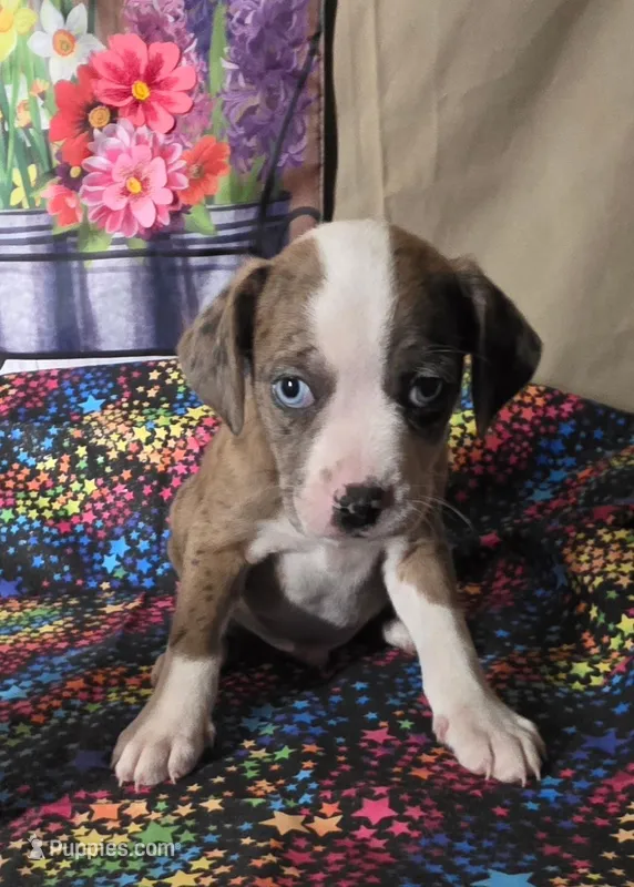 Cooper – Boston Terrier, Poodle - Miniature  puppy for sale in Willcox, AZ