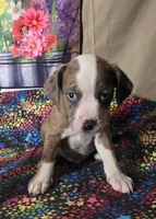 Cooper, a male Boston Terrier and Poodle - Miniature  for sale in Willcox, AZ – 1 of 1