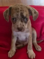 Edison, a male Boston Terrier and Poodle - Miniature  for sale in Willcox, AZ – 2 of 4