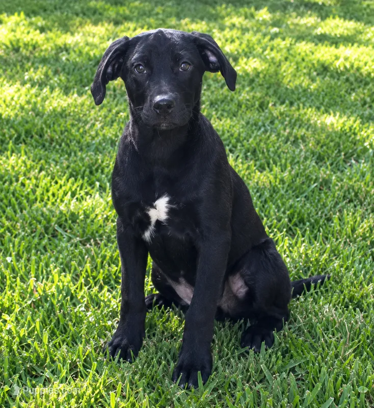 BEAU – Boston Terrier puppy for sale in Willcox, AZ