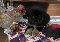HARLEY QUINN, a female Golden Retriever for sale in Willcox, AZ – 2 of 5