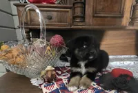 HARLEY QUINN, a female Golden Retriever for sale in Willcox, AZ – 4 of 5