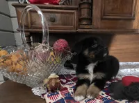 HARLEY QUINN, a female Golden Retriever for sale in Willcox, AZ – 5 of 5
