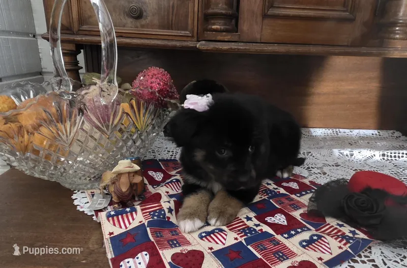 HARLEY QUINN – Golden Retriever puppy for sale in Willcox, AZ