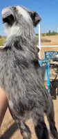 Spice, a female Boston Terrier and Poodle - Miniature  for sale in Willcox, AZ – 2 of 2