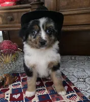 Merle Haggard, a male Australian Shepherd for sale in Willcox, AZ – 3 of 3