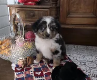 Merle Haggard, a male Australian Shepherd for sale in Willcox, AZ – 2 of 3