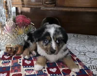 Merle Haggard, a male Australian Shepherd for sale in Willcox, AZ – 1 of 3