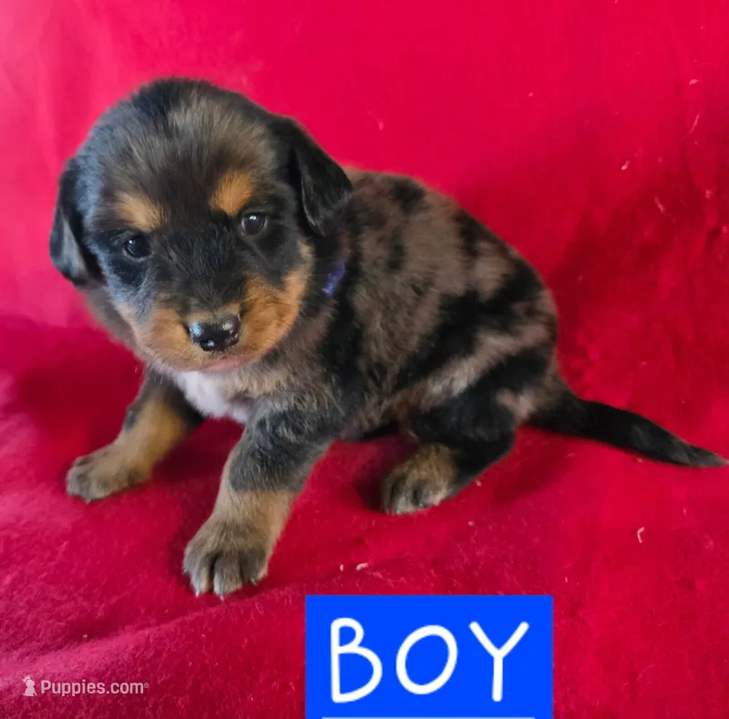 Rex – Golden Retriever, Miniature Australian Shepherd puppy for sale in Willcox, AZ