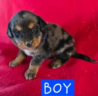 Rex, a male Golden Retriever and Miniature Australian Shepherd for sale in Willcox, AZ – 1 of 1