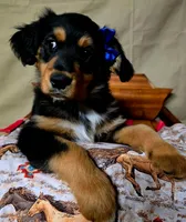 Willie ( Nelson ), a male Golden Retriever for sale in Willcox, AZ – 2 of 2