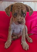 Edison, a male Boston Terrier and Poodle - Miniature  for sale in Willcox, AZ – 4 of 4