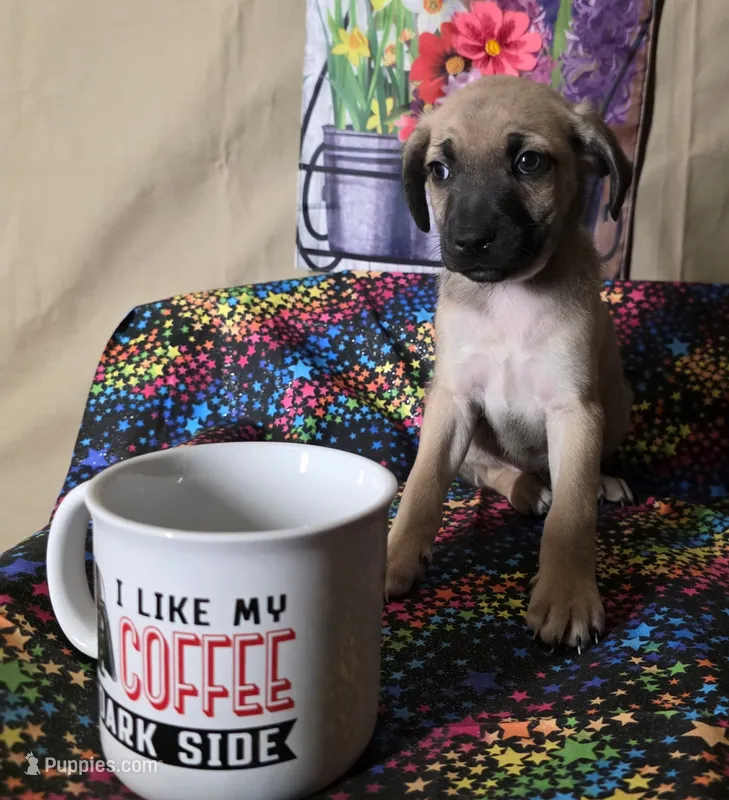 Ryder – Boston Terrier, Poodle - Miniature  puppy for sale in Willcox, AZ