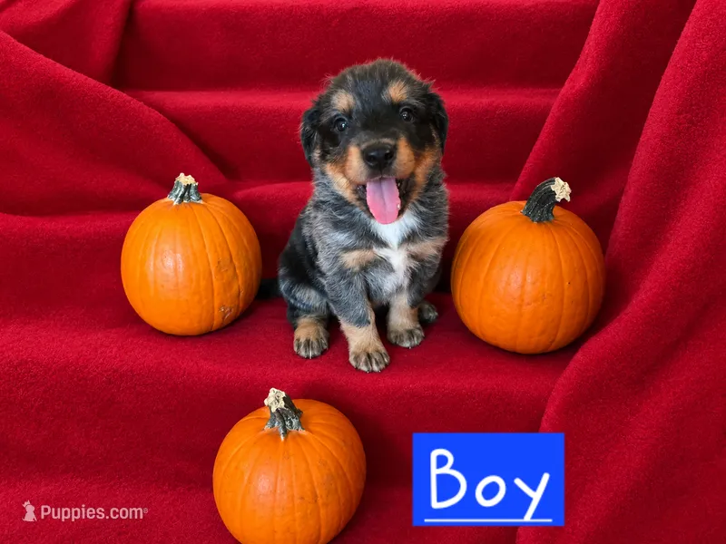 Rex – Golden Retriever, Miniature Australian Shepherd puppy for sale in Willcox, AZ