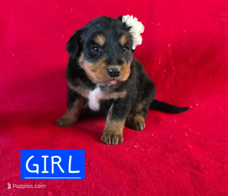 Bella – Golden Retriever, Miniature Australian Shepherd puppy for sale in Willcox, AZ