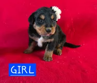 Bella, a female Golden Retriever and Miniature Australian Shepherd for sale in Willcox, AZ – 1 of 1