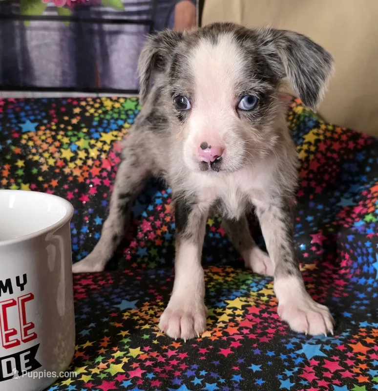 Spice – Boston Terrier, Poodle - Miniature  puppy for sale in Willcox, AZ
