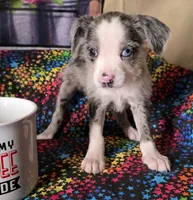 Spice, a female Boston Terrier and Poodle - Miniature  for sale in Willcox, AZ – 1 of 2