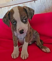 Cooper, a male Boston Terrier and Poodle - Miniature  for sale in Willcox, AZ – 3 of 3