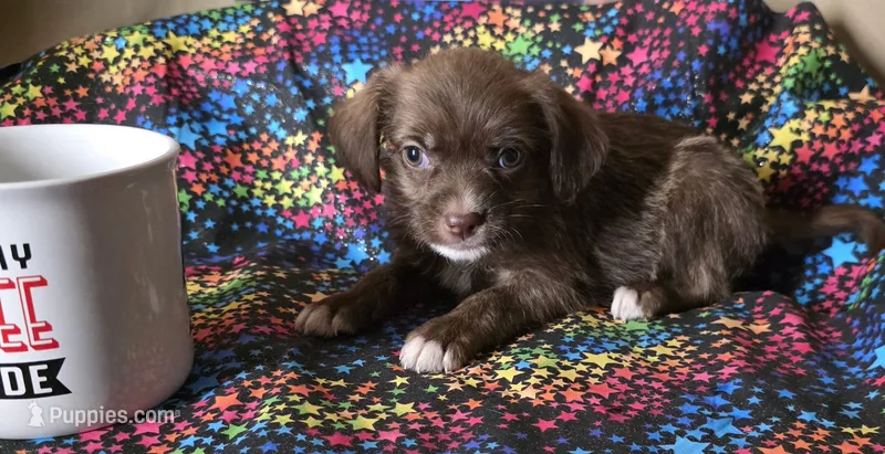 Ruby – Boston Terrier, Poodle - Miniature  puppy for sale in Willcox, AZ