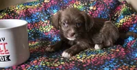 Ruby, a female Boston Terrier and Poodle - Miniature  for sale in Willcox, AZ – 1 of 1