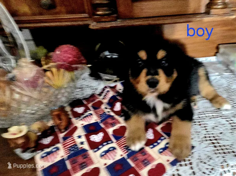 Willie ( Nelson ) – Golden Retriever, Miniature Australian Shepherd puppy on hold in Willcox, AZ
