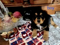 Willie ( Nelson ), a male Golden Retriever and Miniature Australian Shepherd for sale in Willcox, AZ – 1 of 1