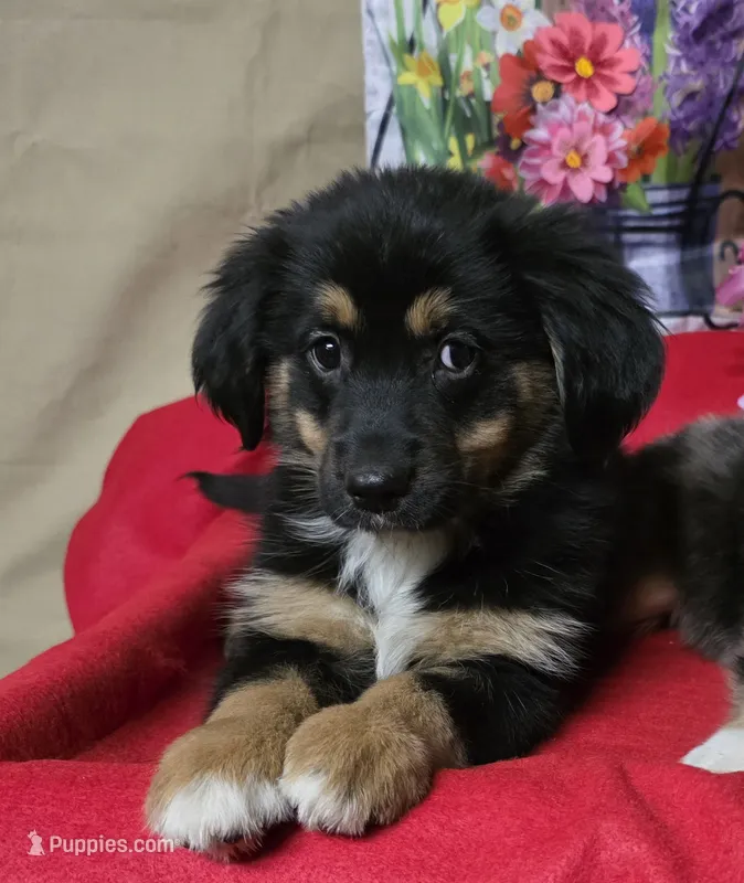 HARLEY QUINN – Golden Retriever, Miniature Australian Shepherd puppy for sale in Willcox, AZ