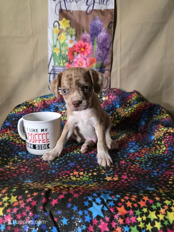 Edison – Boston Terrier, Poodle - Miniature  puppy for sale in Willcox, AZ