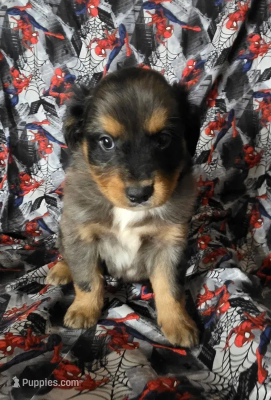 Rex – Golden Retriever, Miniature Australian Shepherd puppy for sale in Willcox, AZ