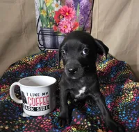 Chia, a female Boston Terrier and Poodle - Miniature  for sale in Willcox, AZ – 1 of 1