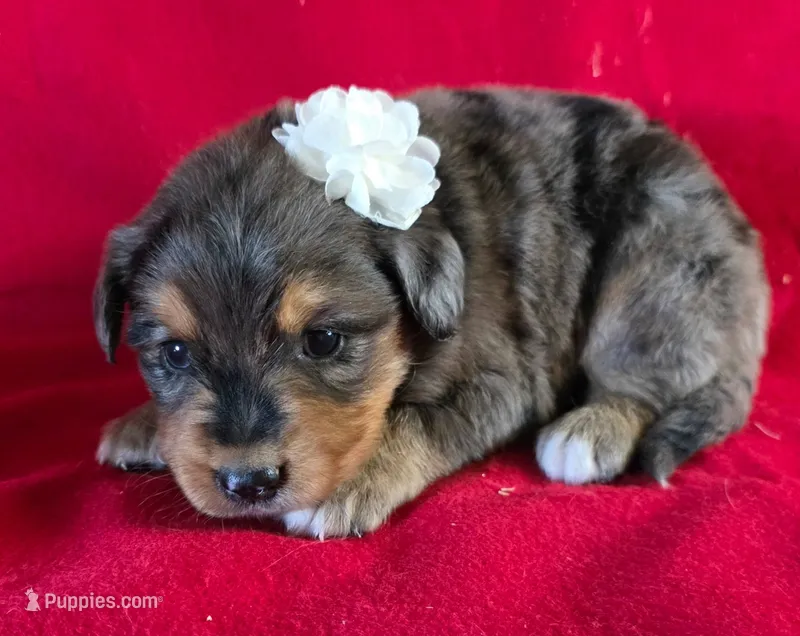 Jasmine – Golden Retriever, Miniature Australian Shepherd puppy for sale in Willcox, AZ