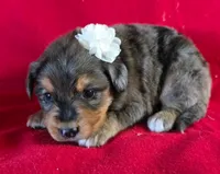 Jasmine, a female Golden Retriever and Miniature Australian Shepherd for sale in Willcox, AZ – 1 of 1
