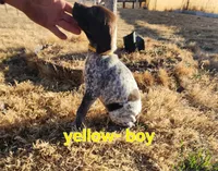 Yellow male, a male German Shorthaired Pointer for sale in Sterling City, TX – Photo 1 of 2