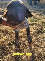 Yellow male, a male German Shorthaired Pointer for sale in Sterling City, TX – Photo 2 of 2