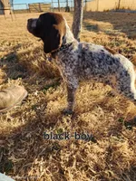 Black male, a male German Shorthaired Pointer for sale in Sterling City, TX – Photo 2 of 2