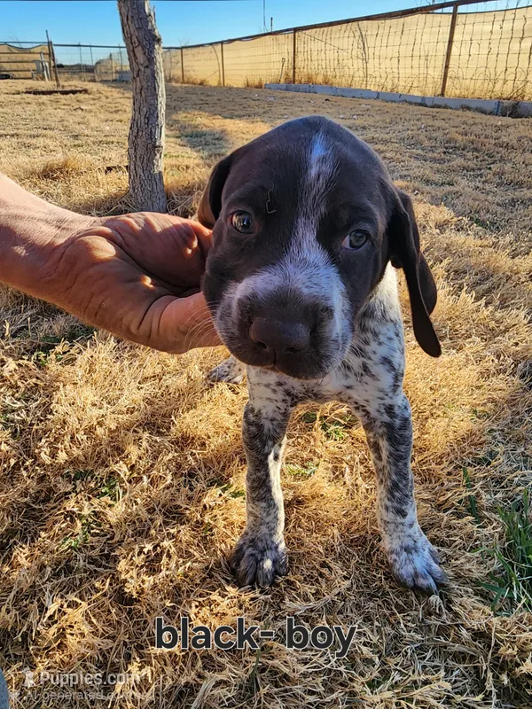 Black male, a male German Shorthaired Pointer for sale in Sterling City, TX – Photo 1 of 2