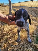 Black male, a male German Shorthaired Pointer for sale in Sterling City, TX – Photo 1 of 2