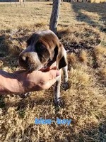 Blue male, a male German Shorthaired Pointer for sale in Sterling City, TX – Photo 2 of 2