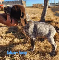 Blue male, a male German Shorthaired Pointer for sale in Sterling City, TX – Photo 1 of 2