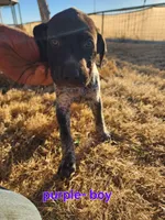 Purple male, a male German Shorthaired Pointer for sale in Sterling City, TX – Photo 2 of 2