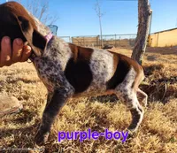 Purple male, a male German Shorthaired Pointer for sale in Sterling City, TX – Photo 1 of 2