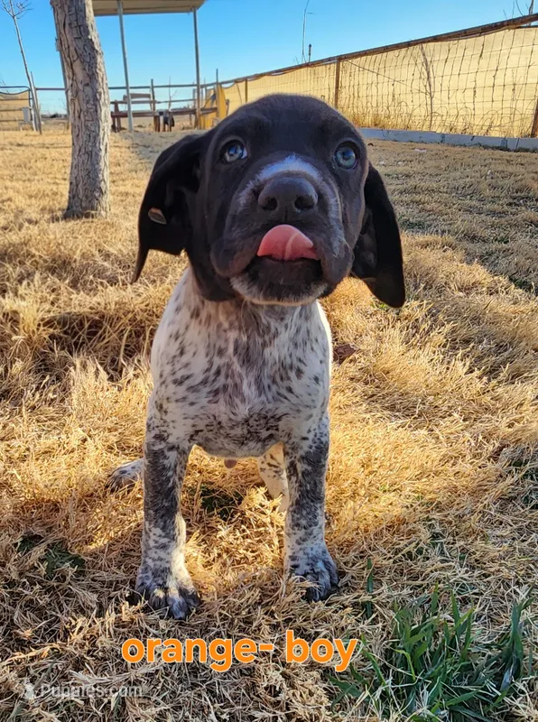 Orange male, a male German Shorthaired Pointer for sale in Sterling City, TX – Photo 1 of 2