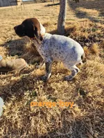 Orange male, a male German Shorthaired Pointer for sale in Sterling City, TX – Photo 2 of 2