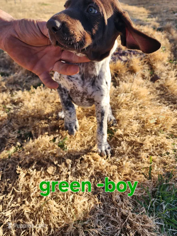 Green male, a male German Shorthaired Pointer for sale in Sterling City, TX – Photo 1 of 2